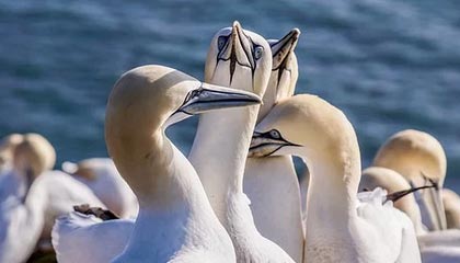 开云下载-巴黎客场-力擒皇马，欧冠晋级悬念，欧冠巴黎主场