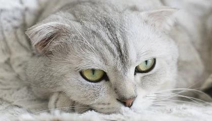 开云下载-巴黎客场-力擒皇马，欧冠晋级悬念，欧冠巴黎主场